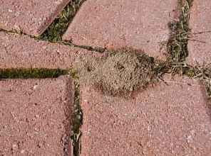 Ants digging up dirt under pavers? Here's what to do! — Gold Coast