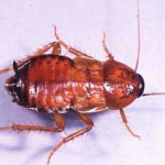 Picture 21 150x150 - The Oriental Roach
